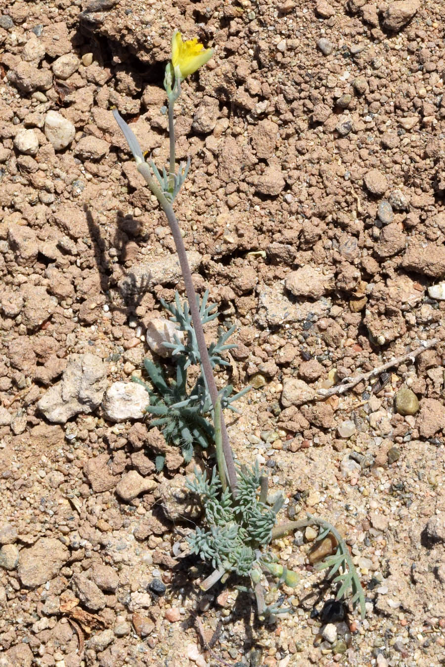 Image of Hypecoum parviflorum specimen.