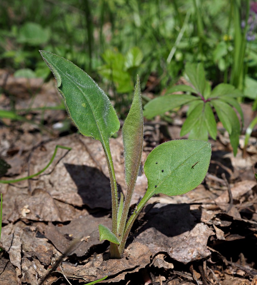 Image of Pulmonaria obscura specimen.