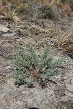 Hypericum scabrum