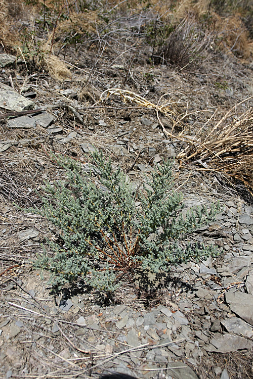 Image of Hypericum scabrum specimen.