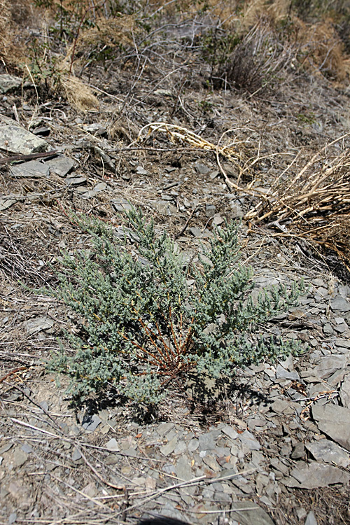 Изображение особи Hypericum scabrum.