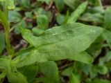 Rumex acetosella