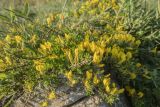 род Chamaecytisus