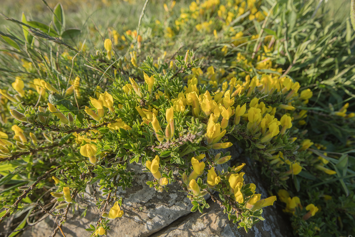 Image of genus Chamaecytisus specimen.