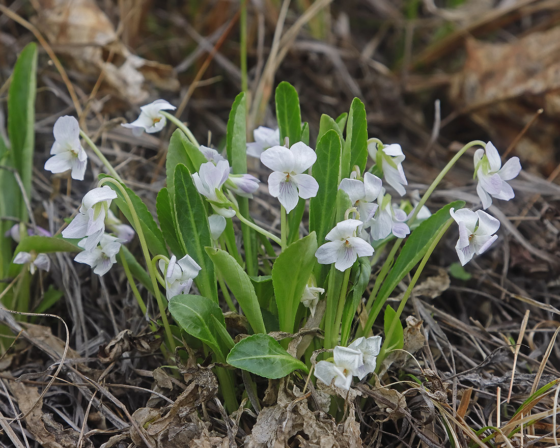 Image of Viola gmeliniana specimen.