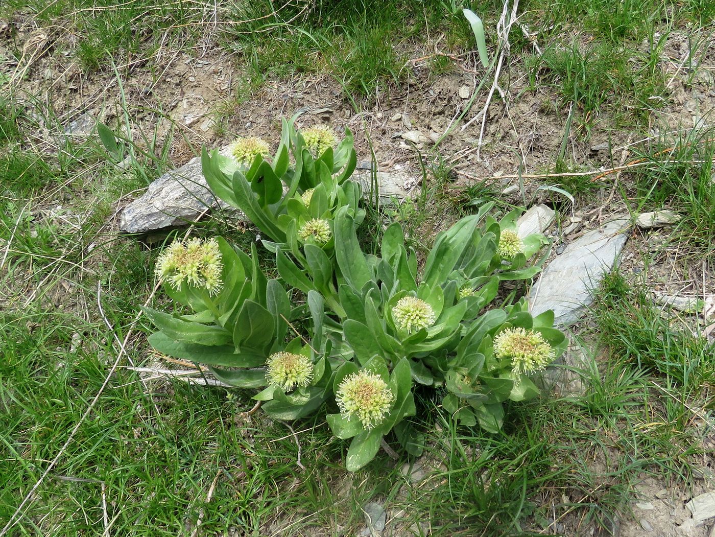 Image of Kuschakewiczia turkestanica specimen.