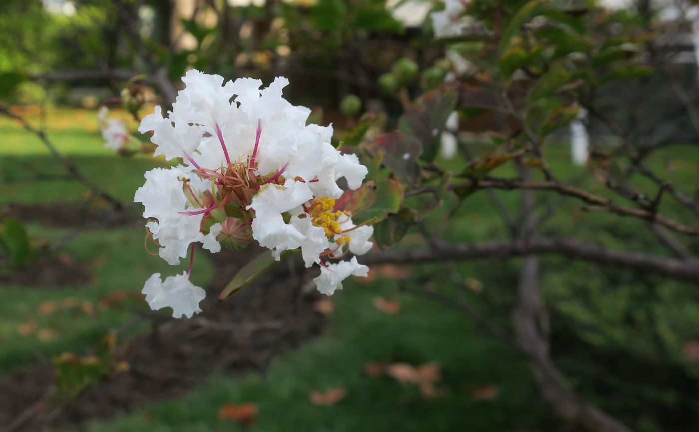 Image of Lagerstroemia indica specimen.