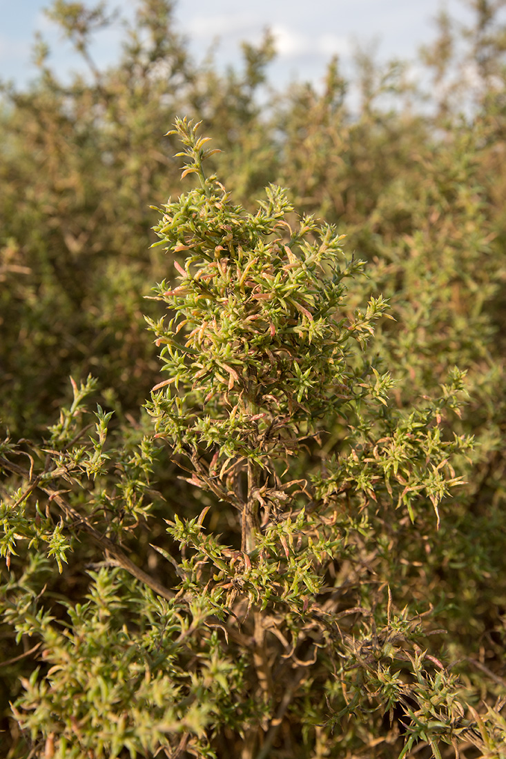 Изображение особи семейство Chenopodiaceae.