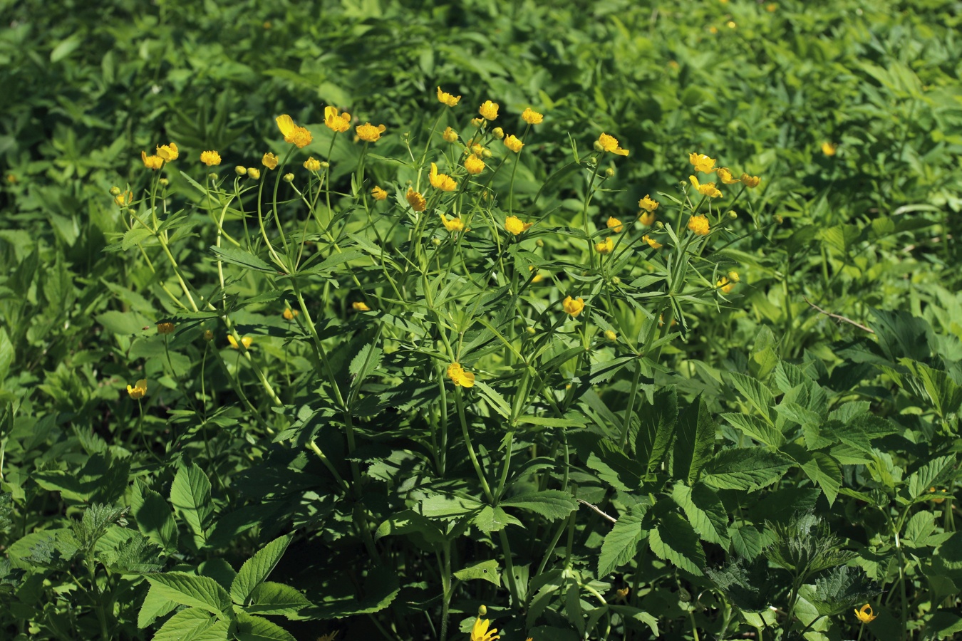 Изображение особи Ranunculus cassubicus.