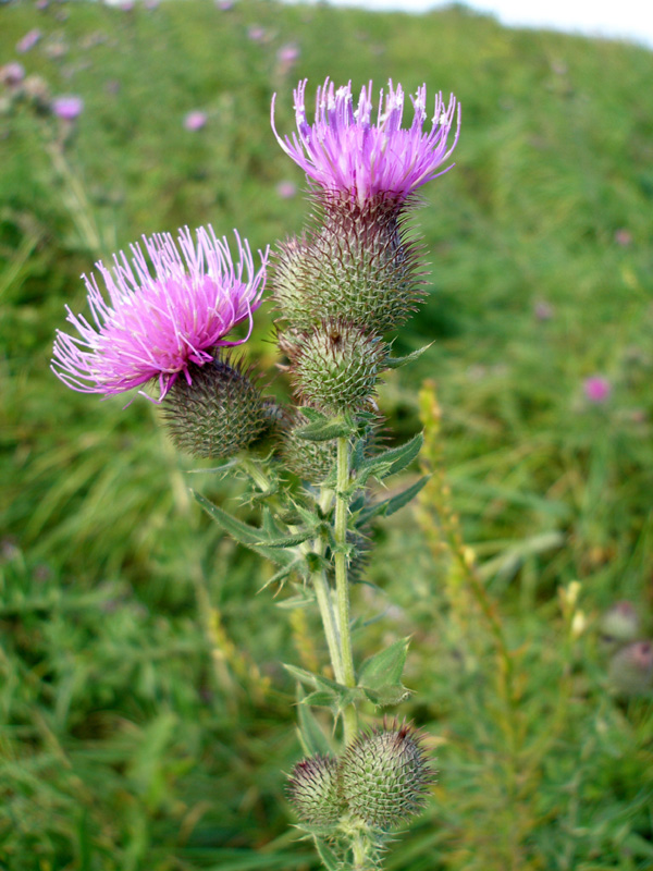 Image of Cirsium arachnoideum specimen.