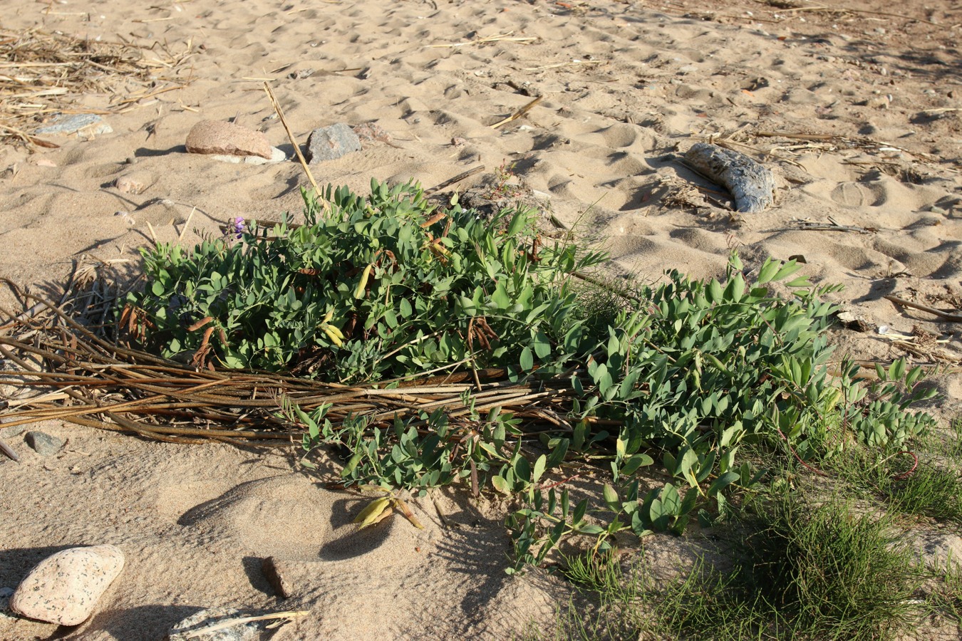 Image of Lathyrus japonicus ssp. pubescens specimen.