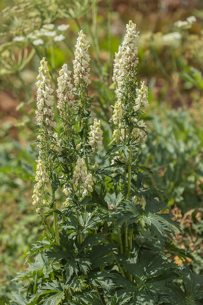 Image of Aconitum orientale specimen.