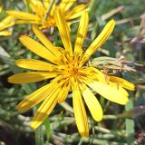 genus Tragopogon. Цветущее и отцветшее (справа) соцветия. Калужская обл., Тарусский р-н, памятник природы «Тарусский луг», заливной луг. 24.09.2023.