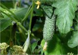 Cucumis sativus. Завязавшийся (слева) и незрелый плоды. Московская обл., Раменский р-н, окр. дер. Хрипань, садовый участок. 07.08.2023.