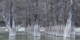 Taxodium distichum. Полностью сбросившие листву деревья с затопленными водой основаниями стволов. Краснодарский край, м/о г. Новороссийск, пруд у пос. Сукко, искусственные посадки. 24.12.2023.