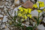 Erysimum ibericum