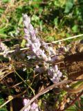 Cuscuta lehmanniana. Часть побега с соцветиями. Казахстан, Туркестанская обл., Сырдарья-Туркестанский государственный региональный природный парк, Боралдайский филиал, ≈ 1200 м н.у.м., небольшая ложбина, заросли Rubus caesius. 07.07.2019.