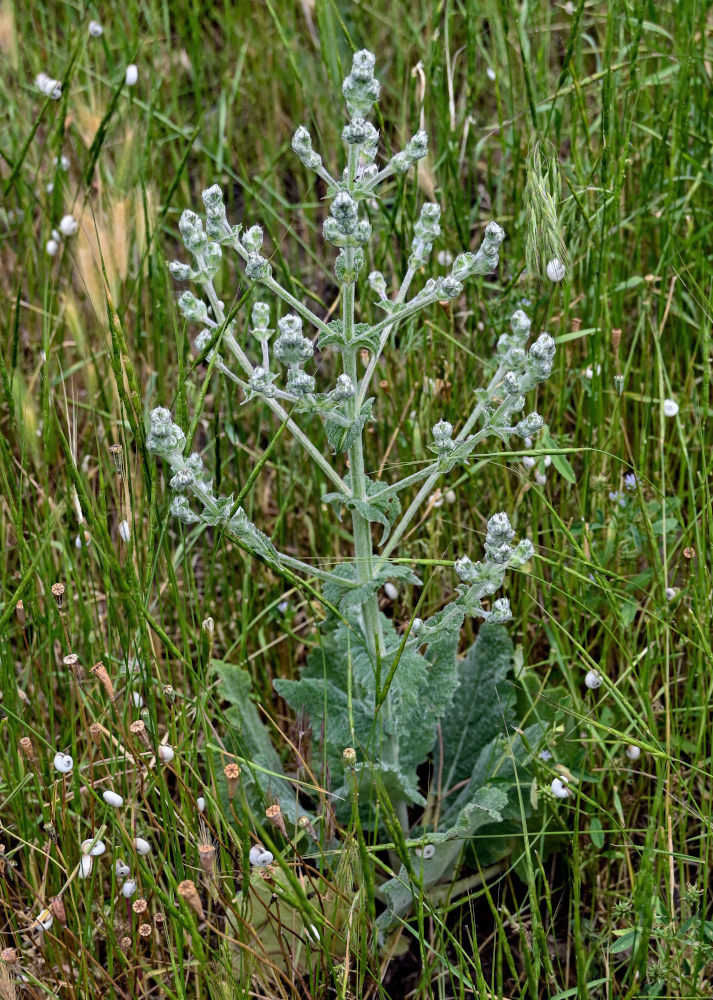 Изображение особи Salvia aethiopis.