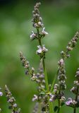 Nepeta nuda