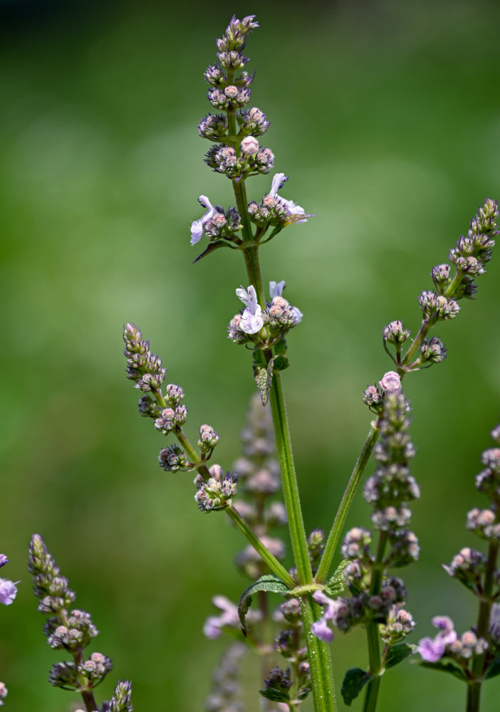 Изображение особи Nepeta nuda.