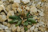 Taraxacum serotinum