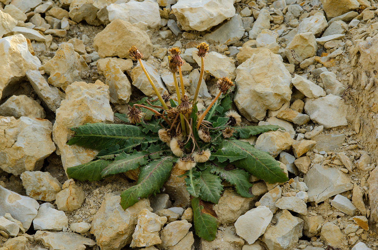 Изображение особи Taraxacum serotinum.