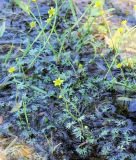 Ranunculus gmelinii