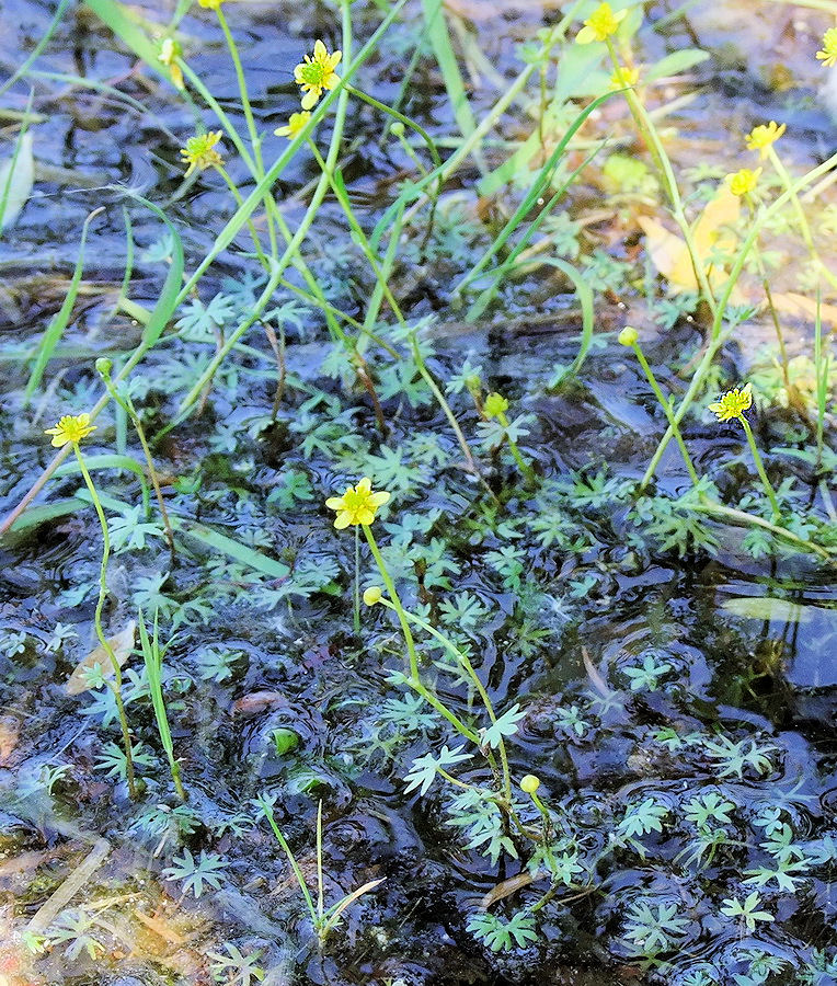 Изображение особи Ranunculus gmelinii.