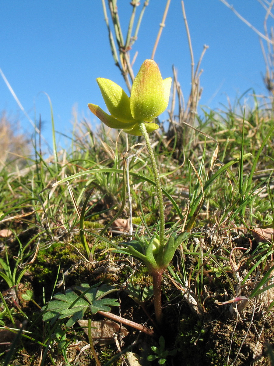 Image of Anemone gortschakowii specimen.