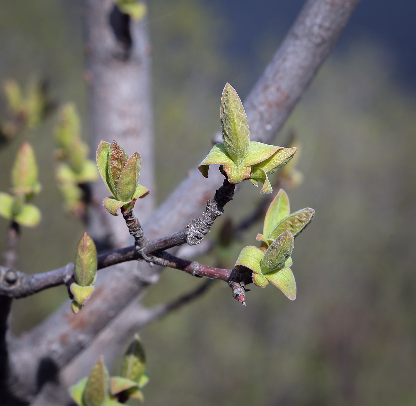 Image of Cotinus coggygria specimen.