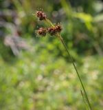 Luzula campestris