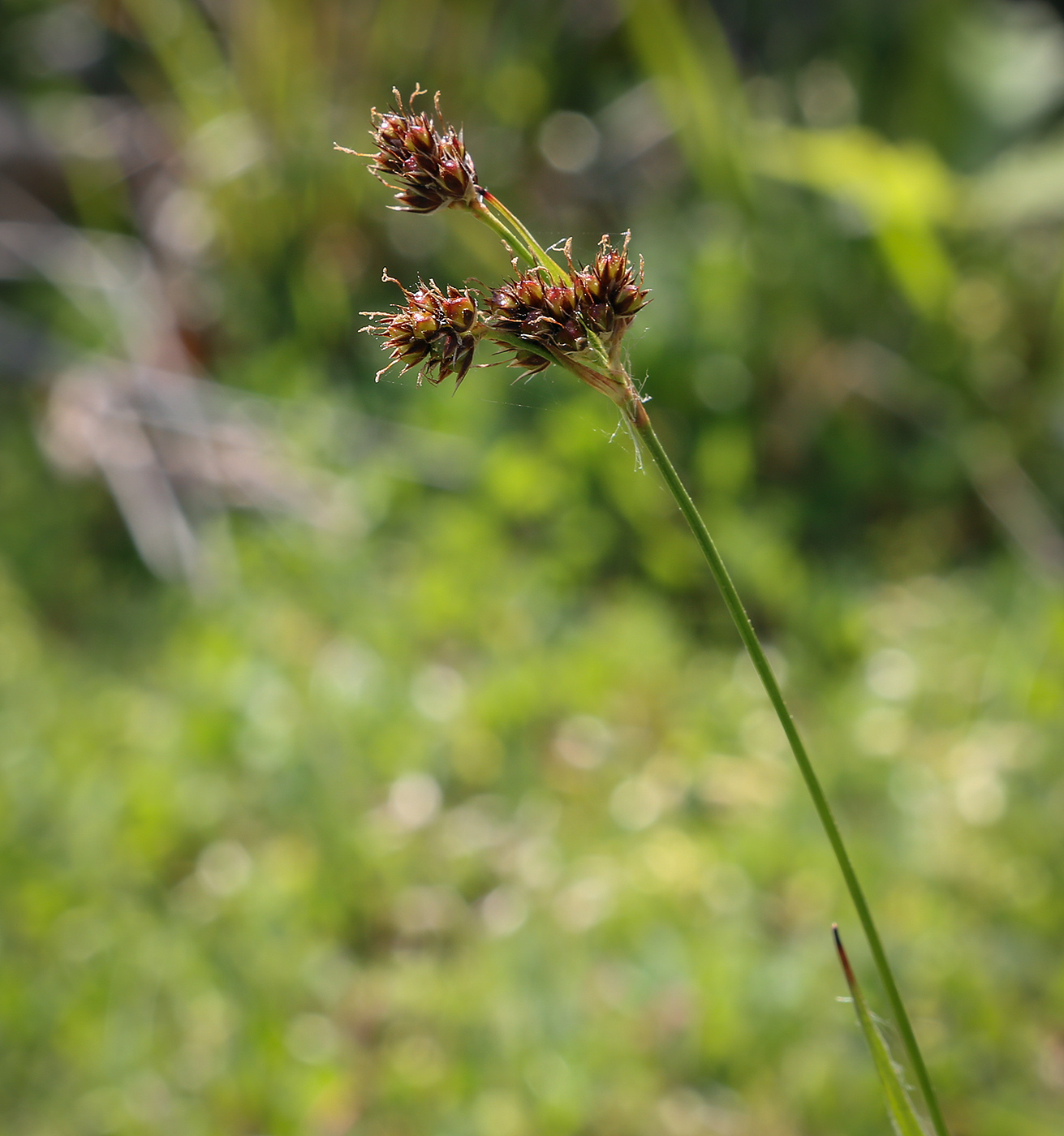 Изображение особи Luzula campestris.