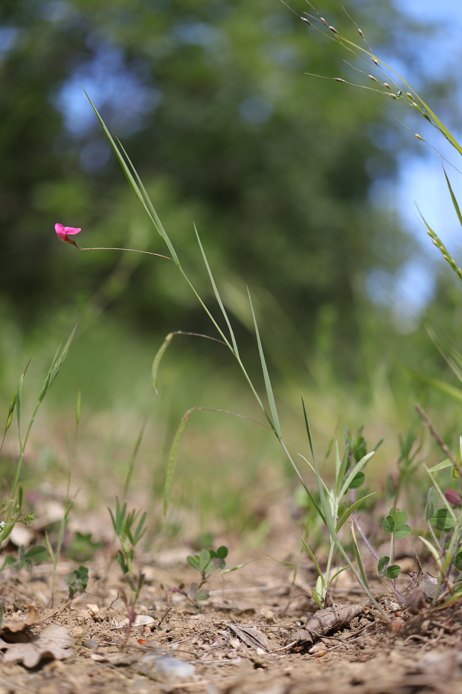 Image of Lathyrus nissolia specimen.