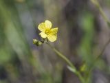 Linum trigynum. Цветок. Испания, автономное сообщество Каталония, провинция Жирона, комарка Баш Эмпорда, муниципалитет Калонже, пустырь на отвалах грунта от расширения дороги. 12.05.2024.