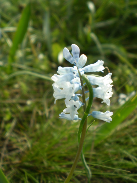 Изображение особи Hyacinthella leucophaea.