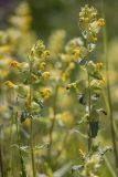 род Rhinanthus
