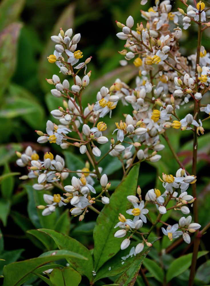 Image of Nandina domestica specimen.