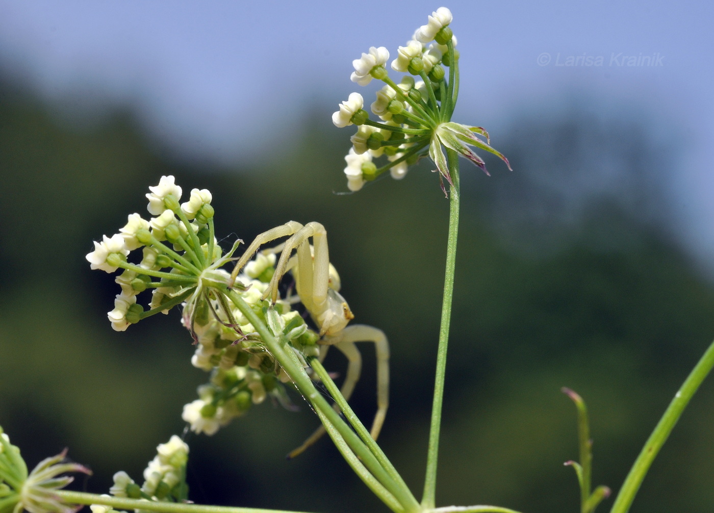 Image of familia Apiaceae specimen.