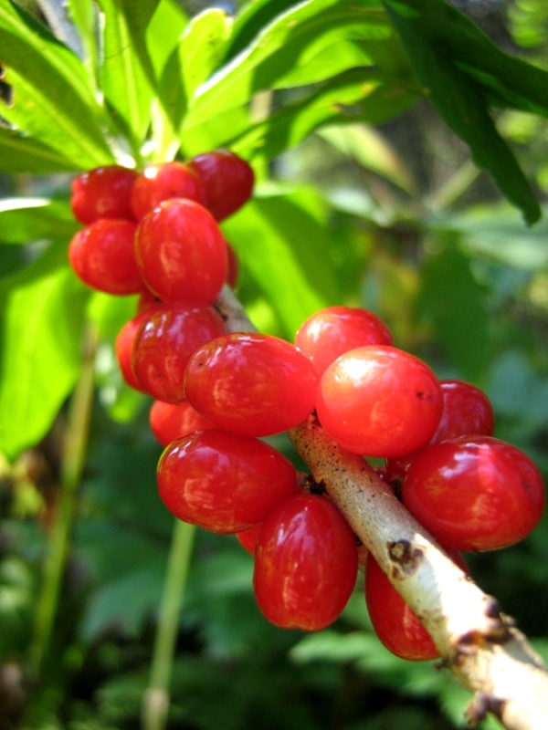 Image of Daphne mezereum specimen.