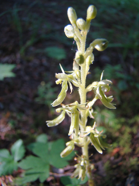 Image of Neottia camtschatea specimen.