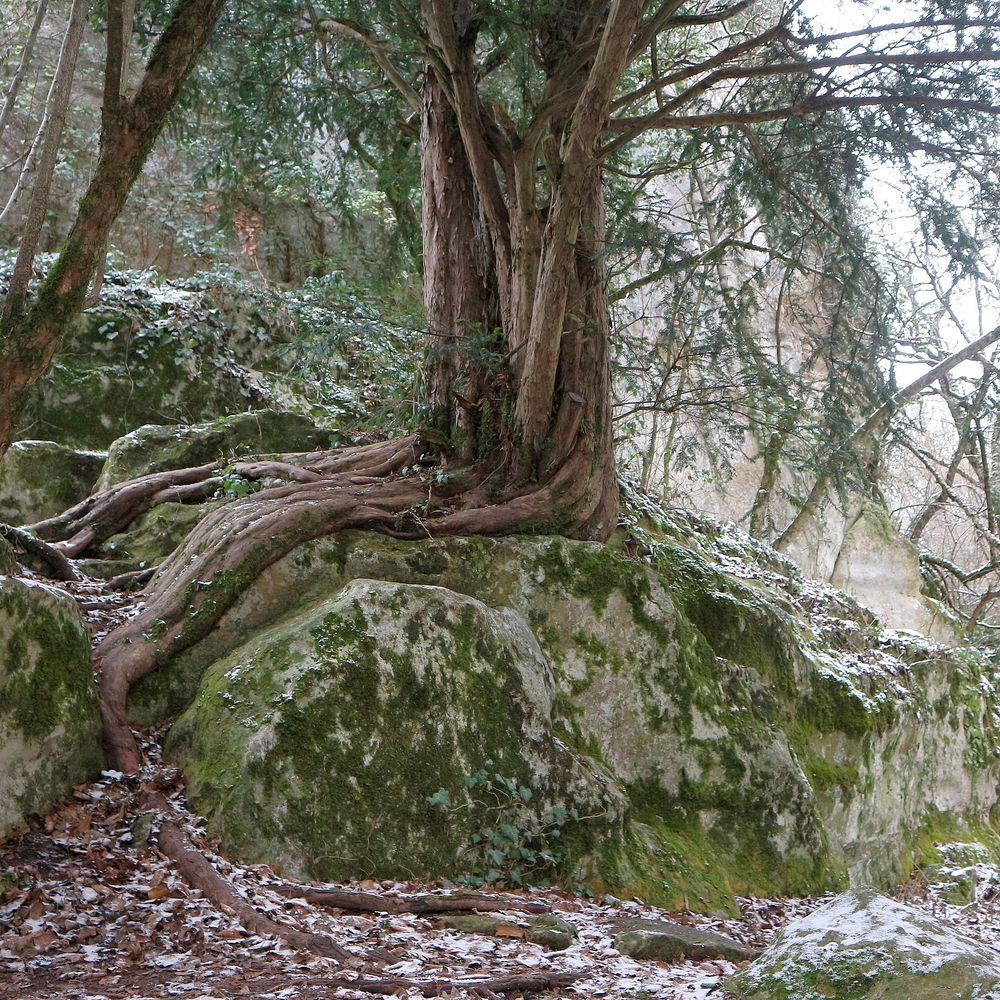 Image of Taxus baccata specimen.