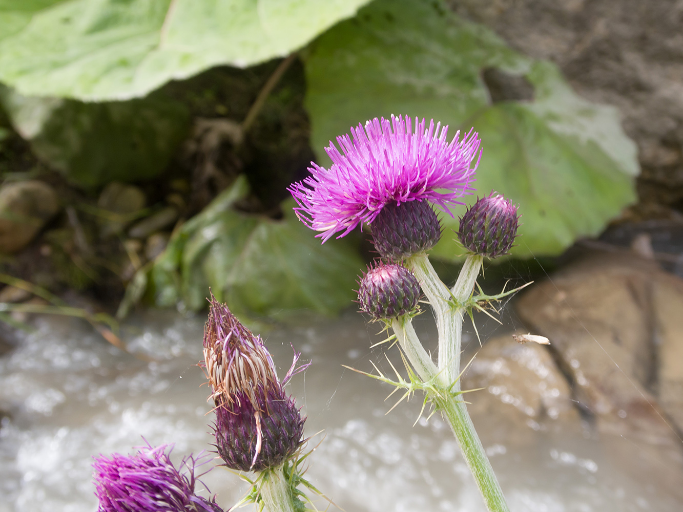 Image of Cirsium uliginosum specimen.
