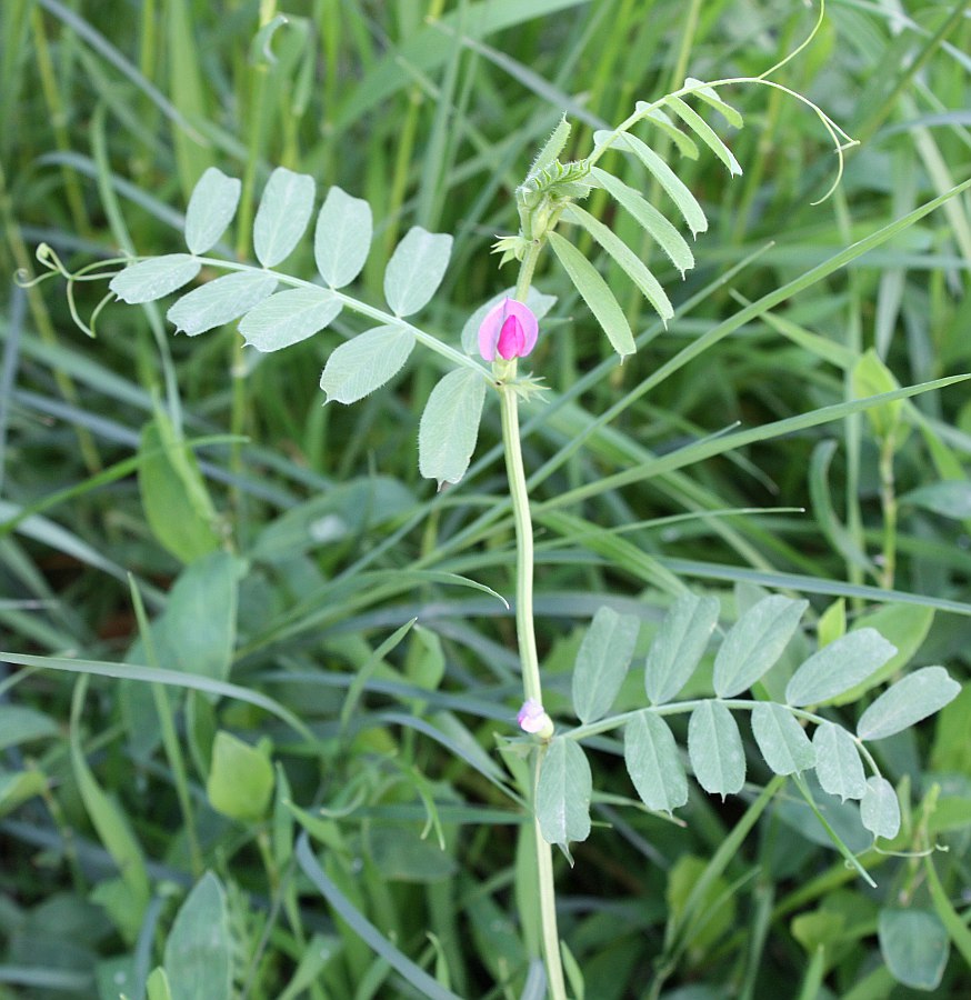 Изображение особи Vicia sativa.