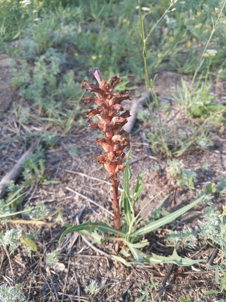 Изображение особи род Orobanche.