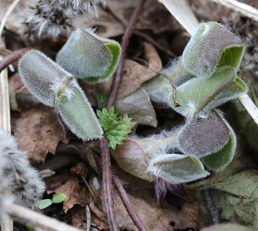 Изображение особи Asarum europaeum.