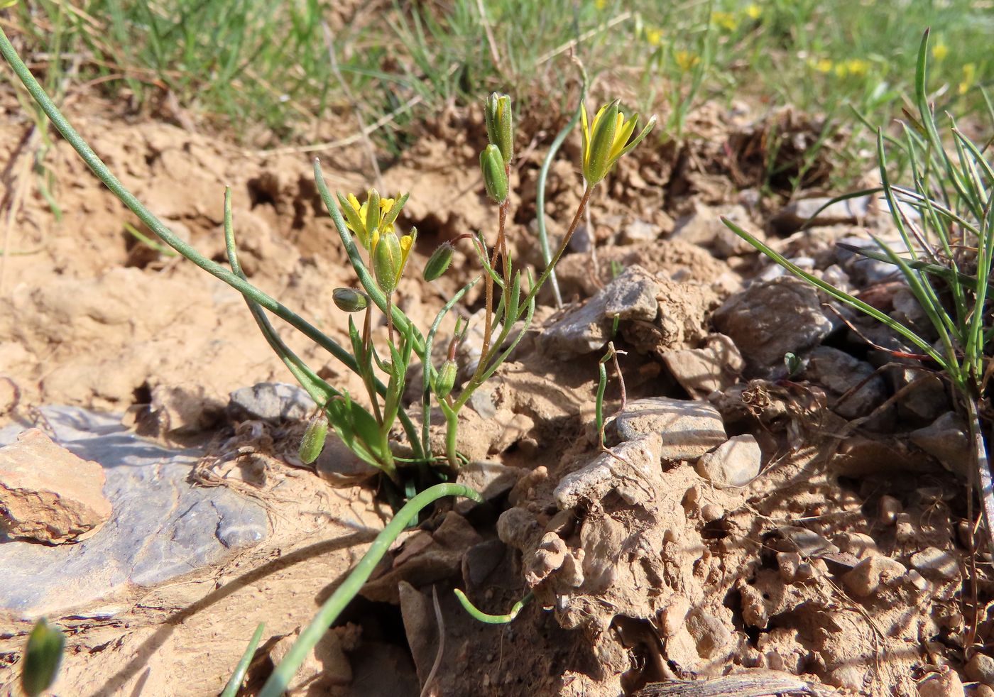 Image of Gagea minutiflora specimen.