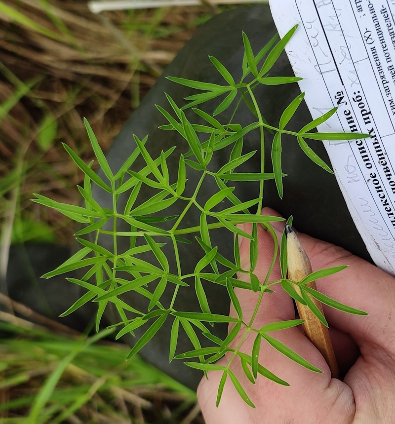 Изображение особи Cenolophium fischeri.