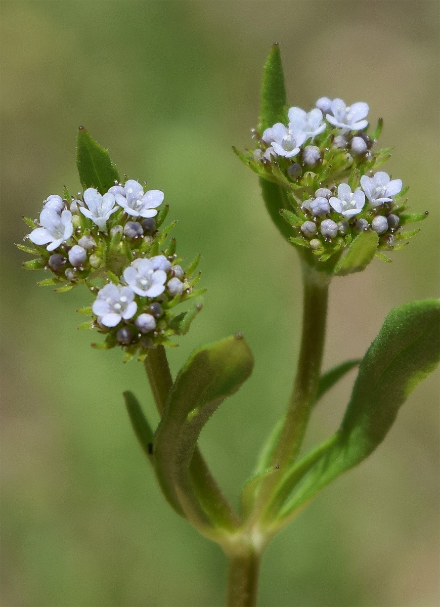 Image of Valerianella dactylophylla specimen.