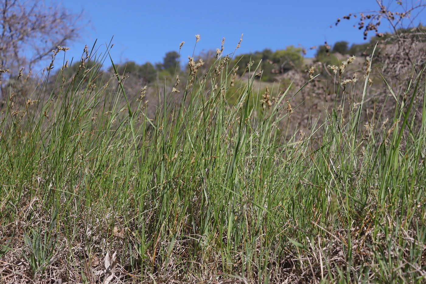 Image of Carex praecox specimen.