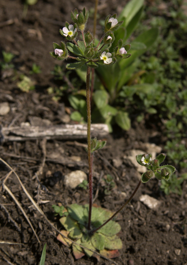 Image of Androsace maxima specimen.